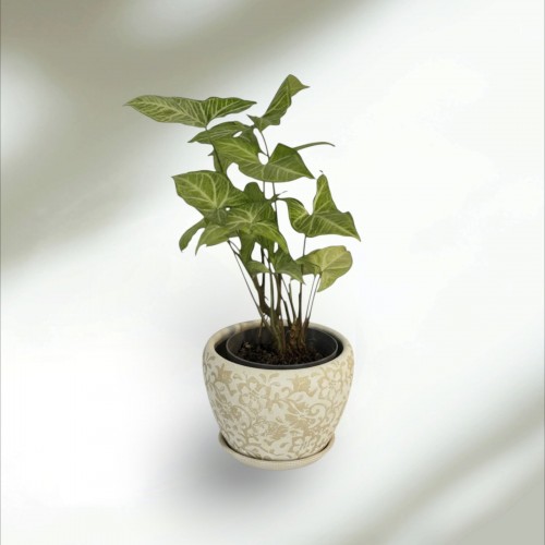 Özel Saksılı Singonyum Özel Saksılı Singonyum